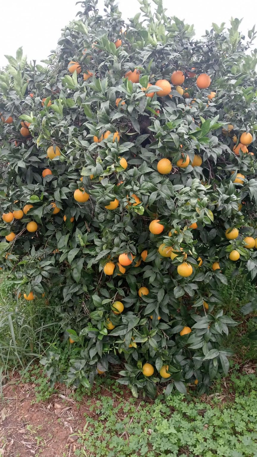 Adozione Albero di Arance Navel