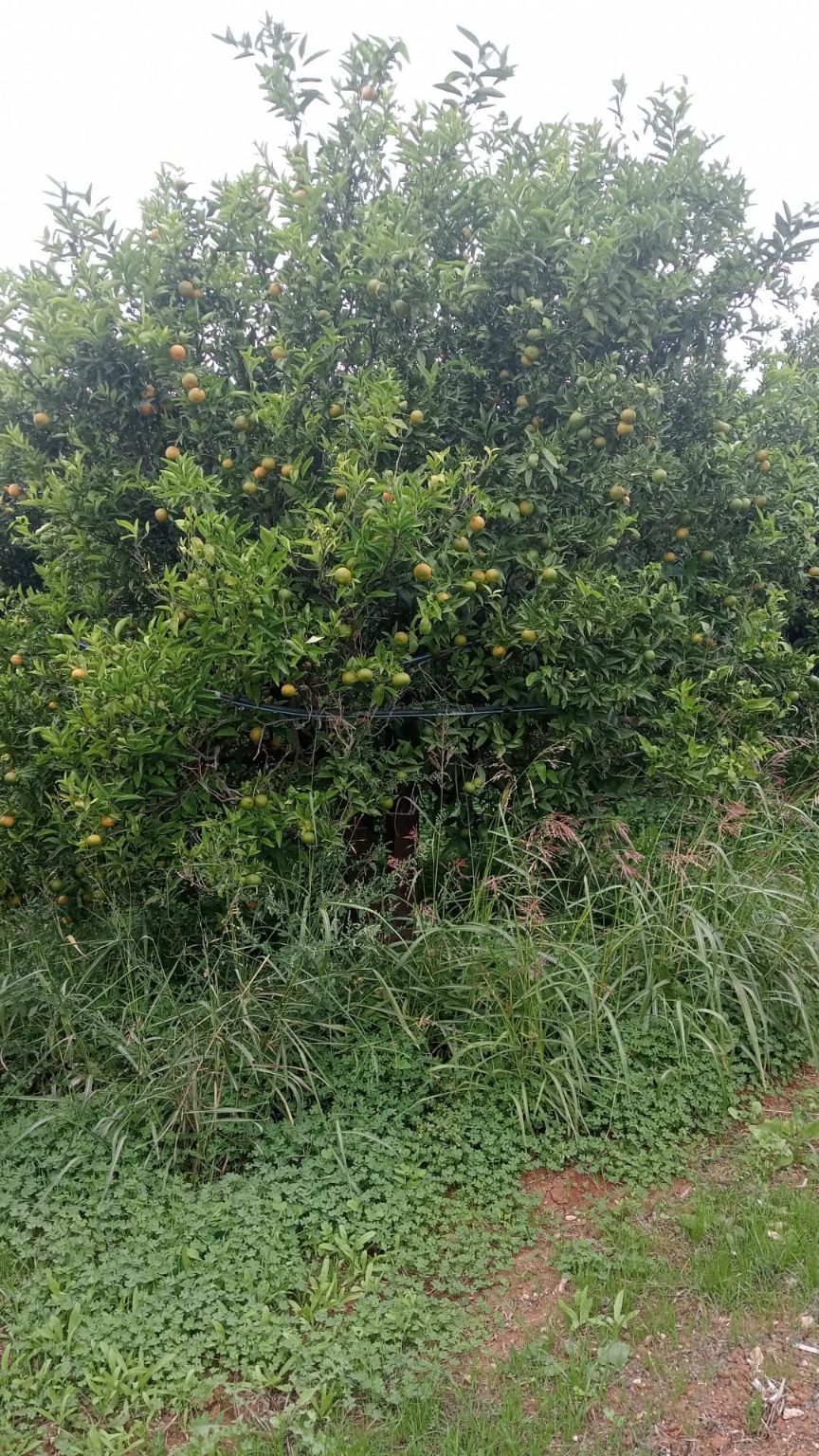 Adozione Pianta di Clementino